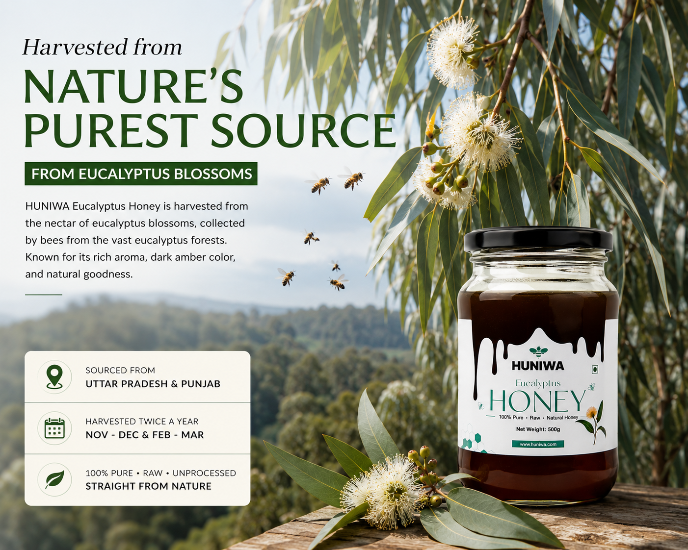 Eucalyptus Honey | Pure & Natural Eucalyptus Honey